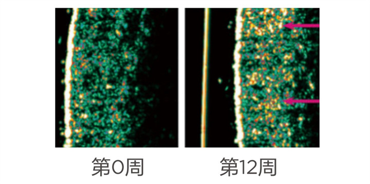 美乐家生命活力 营养宝典 肌肤年轻篇