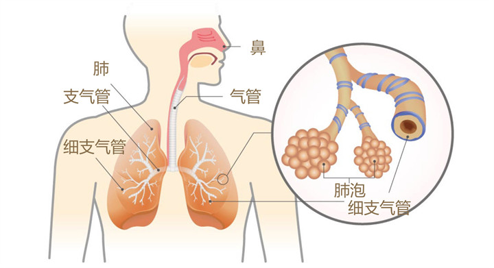 美乐家生命活力 营养宝典 守护呼吸健康
