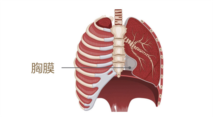 美乐家生命活力 营养宝典 守护呼吸健康