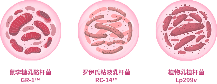 畅益生蔓越莓益生菌固体饮料