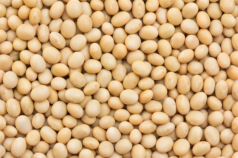 豆类食物能够降血压、血脂、血糖、尿酸,甚至对心血管都有好处 豆类食物能够降血压、血脂、血糖、尿酸,甚至对心血管都有好处