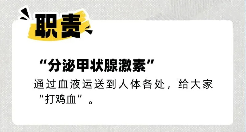 科学养护甲状腺健康，从这些常识开始